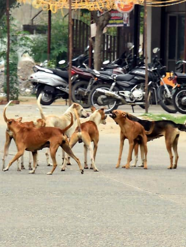 Issue of stray dogs in India